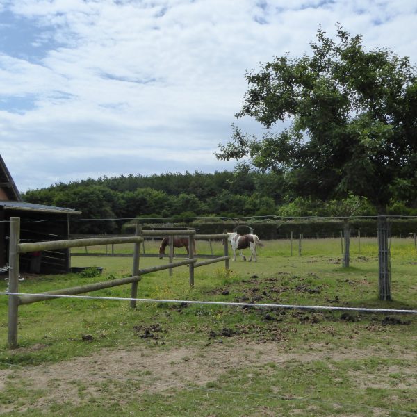 LH Ecurie de la Forêt de Lyons 2022 (11)