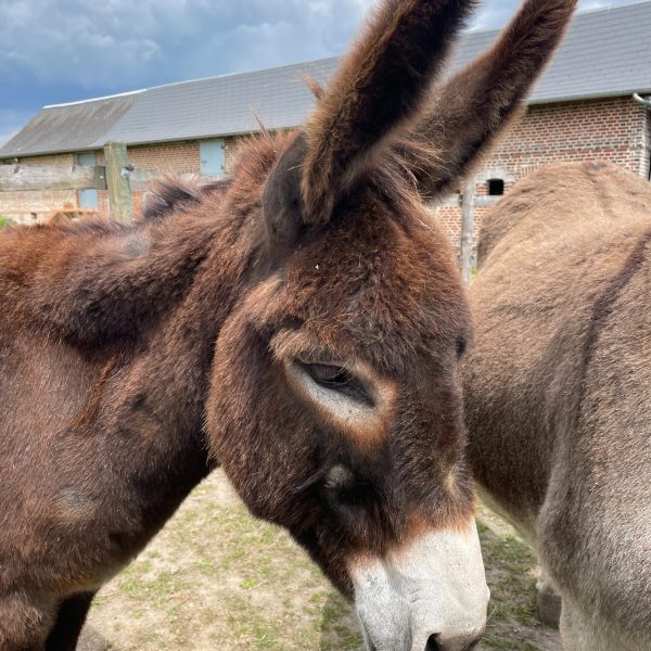 LH Ecurie de la Forêt de Lyons 2022 (20)